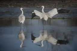 رویا رفیق نیمه راه شد | درنای امید دوباره تنها به سیبری رفت!