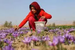 افزایش بی‌رویه قیمت زعفران در ماه‌های اخیر |  زعفران ایران به ۶۵ کشور دنیا صادر می‌شود