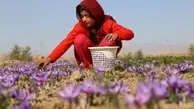 افزایش بی‌رویه قیمت زعفران در ماه‌های اخیر |  زعفران ایران به ۶۵ کشور دنیا صادر می‌شود