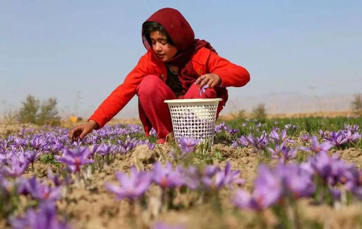 افزایش بی‌رویه قیمت زعفران در ماه‌های اخیر |  زعفران ایران به ۶۵ کشور دنیا صادر می‌شود