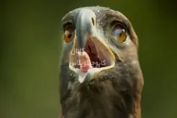 پلک زدن عقاب را دیده بودید؟! | لحظه‌ی عجیب و حیرت‌انگیز پلک زدن عقاب+ویدئو 