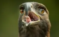 پلک زدن عقاب را دیده بودید؟! | لحظه‌ی عجیب و حیرت‌انگیز پلک زدن عقاب+ویدئو 