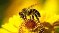 ذراتی که زنبورها را از حشره‌کش‌ها مصون می‌کند