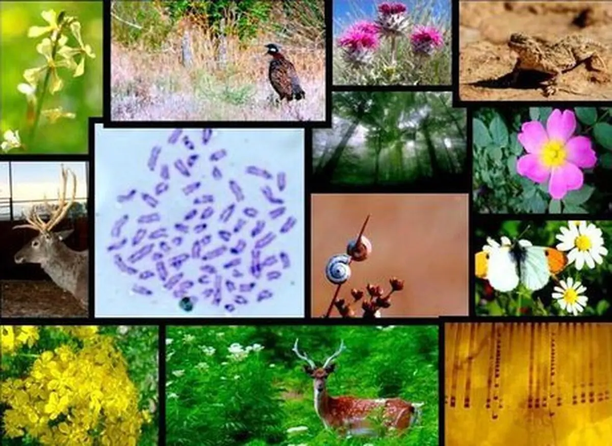 تحریم‌ها مانع استفاده ایران از کمکهای بین‌المللی برای ارتقای تنوع‌ زیستی