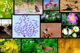 تحریم‌ها مانع استفاده ایران از کمکهای بین‌المللی برای ارتقای تنوع‌ زیستی