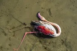 احتمال تلف شدن پرندگان میانکاله بر اثر سم بوتولیسم 