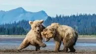 توله خرس با خوردن عسل دیوانه کننده نئشه شد! +ویدئو