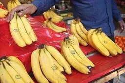 نایب رئیس اتحادیه باغداران تهران خاصیت سیب را به مردم یادآور شد! | موز گران است، سیب بخورید 