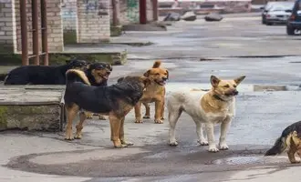 تصویب قانون جمع‌آوری سگهای ولگرد ترکیه