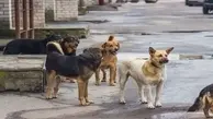 ماجرای کشتن ۱۶۰۰ سگ در دماوند | بررسی راستی‌آزمایی یک شایعه عجیب + تصاویر