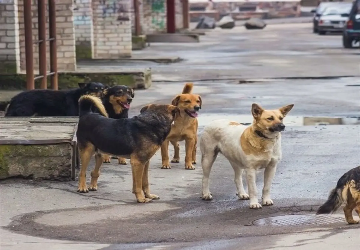  سگ‌های ولگرد را به چین و کره‌جنوبی صادر کنید

