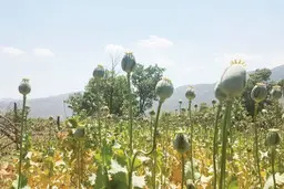 کشت ممنوعه پای جنگلهای زاگرس