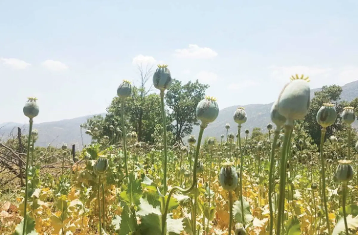 کشت ممنوعه پای جنگلهای زاگرس