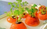 امسال سبزه هویج بکارید | روش کاشتن سبزه هویج برای سفره هفت‌سین