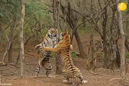 ببرهایی که در حین مبارزه روی دو پا ی خود ایستادند.