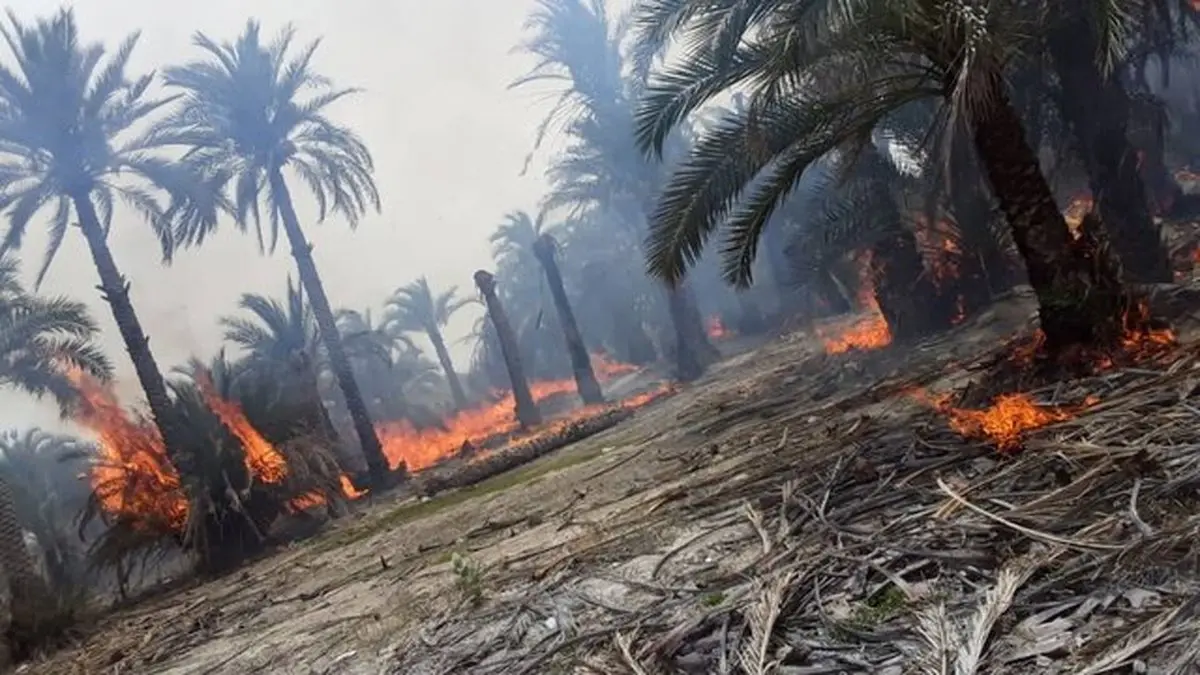 آتش سوزی نخلستان روستای بساتین عسلویه مهار شد