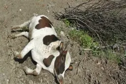 تلف شدن ده هاهزار گاو | مشکلات نبود منابع آب و خشکسالی +ویدئو