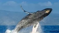 میزبانی جالب یک نهنگ از گردشگران دریایی + ویدئو