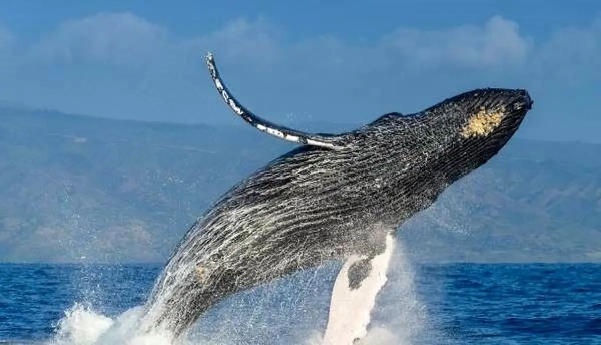 میزبانی جالب یک نهنگ از گردشگران دریایی + ویدئو