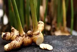  مهم‌ترین مزایا و فواید دارویی خولنجان 