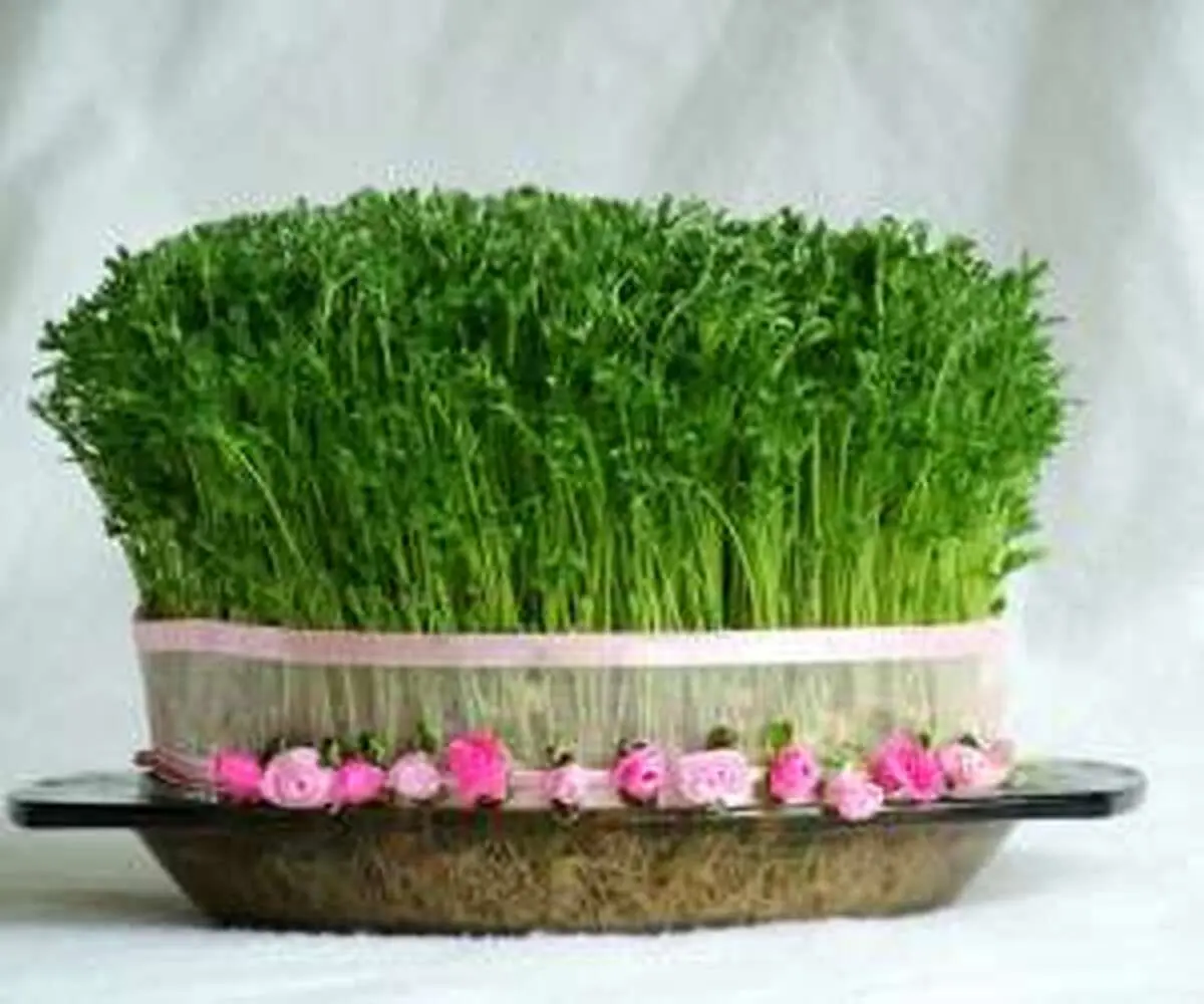 ترفندهای مفید برای نگهداری و مراقبت از سبزه عید