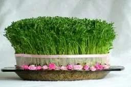ترفندهای مفید برای نگهداری و مراقبت از سبزه عید