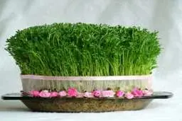 با تخم شربتی سبزه عید بکار | آموزش کامل طرز تهیه سبزه عید با تخم شربتی