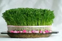 ترفندهای مفید برای نگهداری و مراقبت از سبزه عید