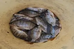 پر شدن رودخانه‌های خوزستان با ماهی تیلاپیا! 