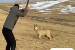 حمله وحشتناک گرگ به ۶ نفر در اردستان |  ۶ نفر راهی بیمارستان شدند