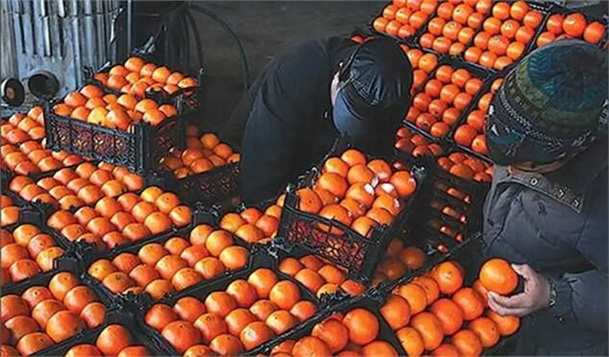 اتحادیه بارفروشان: خیار ارزان شد / این‌بار پرتقال کمیاب شد
