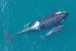 قایق سواری در کنار نهنگ قاتل!+ویدئو