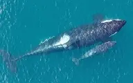 قایق سواری در کنار نهنگ قاتل!+ویدئو