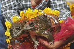 مراسم عروسی دو قورباغه به امید رفع خشکسالی!+ ویدئو