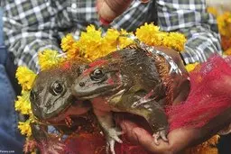 مراسم عروسی دو قورباغه به امید رفع خشکسالی!+ ویدئو