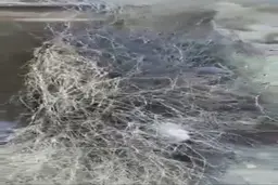 پناه بردن به کپر بدون امکانات برای در امان ماندن از گرما + ویدئو