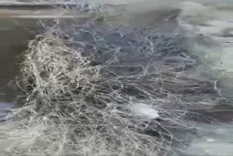 پناه بردن به کپر بدون امکانات برای در امان ماندن از گرما + ویدئو