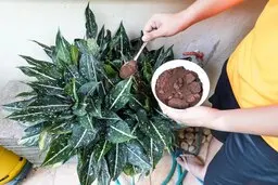 به جای هورمون زا، به گیاهات دارچین بزن | خواص دارچین برای رشد گیاهان آپارتمانی +ویدئو