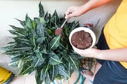 به جای هورمون زا، به گیاهات دارچین بزن | خواص دارچین برای رشد گیاهان آپارتمانی +ویدئو