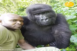 مردی که علاقه زیادی به سلفی گرفتن با گوریل ها را  دارد 