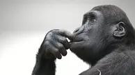  یافته‌های جذاب درباره رفتار مغزی انسان‌واران و افکار میمون‌ها