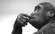  یافته‌های جذاب درباره رفتار مغزی انسان‌واران و افکار میمون‌ها