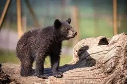 سرنوشت توله خرس گمشده پارک پردیسان تهران چه شد؟