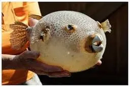 واکنش جالب ماهی بادکنکی هنگام احساس خطر+ویدئو 
