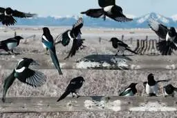 حرکات آکروباتیک یک زاغی شیطون را ببینید! +ویدئو