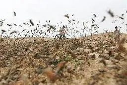  ملخ‌های مراکشی به 21000 هکتار از مراتع گلستان هجوم آوردند