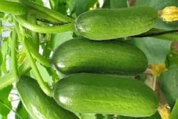 خواص باورنکردنی خیار  |  برای حفظ سلامتی خود خیار بخورید