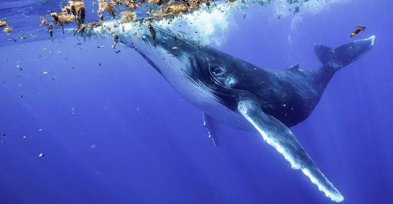 تا حالا رقص نهنگ‌ رو دیدی؟ | صحنه‌ای از رقص نهنگ‌های گوژپشت برای شکار  کردن +ویدئو