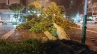سقوط درخت در خیابان کارگر شمالی تهران براثر توفان شدید  