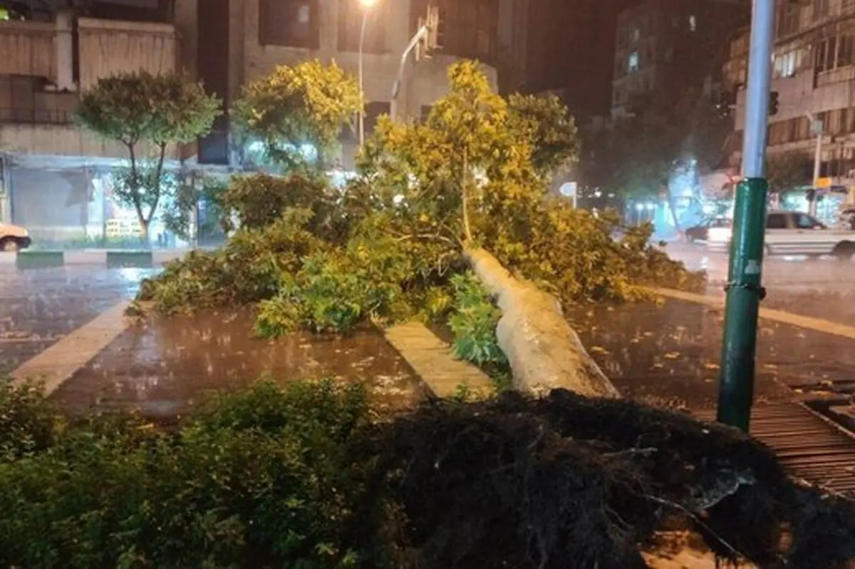سقوط درخت در خیابان کارگر شمالی تهران براثر توفان شدید  